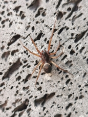 Steatoda