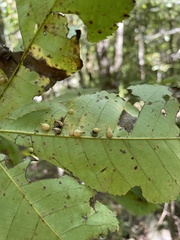 Caryomyia caryaecola
