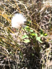 Eriophorum virginicum