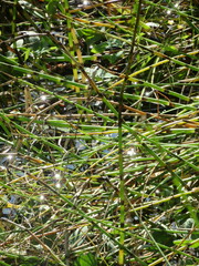 Equisetum fluviatile