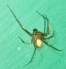 Enoplognatha ovata