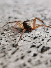 Steatoda
