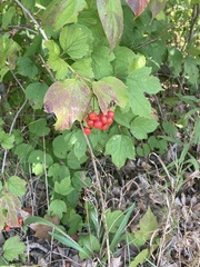 Viburnum