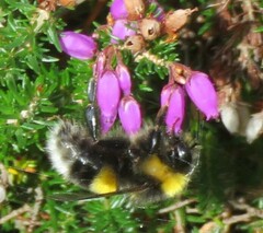 Bombus lucorum