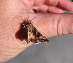 Autographa californica