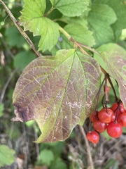 Viburnum
