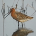 Asian Dowitcher - Photo (c) 台灣水鳥研究群 彰化海岸保育行動聯盟, some rights reserved (CC BY-NC-SA)