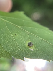 Celticecis capsularis