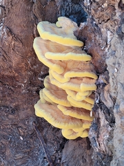 Laetiporus gilbertsonii