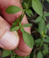 Hedeoma oblongifolia