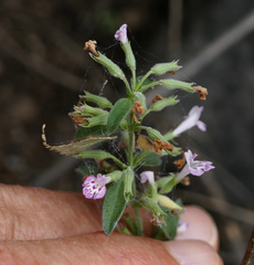 Hedeoma oblongifolia