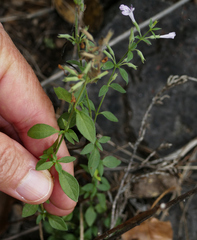 Hedeoma oblongifolia