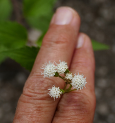 Ageratina rothrockii