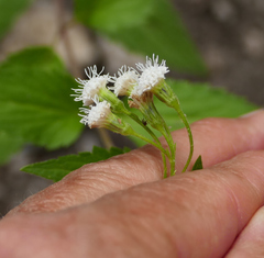 Ageratina rothrockii