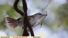 Thryophilus pleurostictus