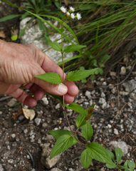 Ageratina rothrockii
