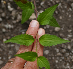 Ageratina rothrockii