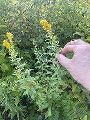 Solidago rugosa