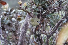 Chlorodrepanis virens