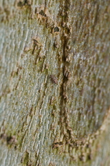 Mesopsocus