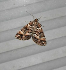 Pseudocoremia productata