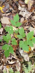 Actaea