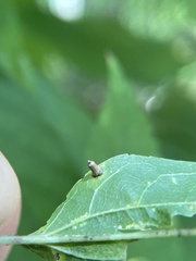 Celticecis aciculata