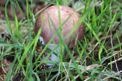 Stropharia rugosoannulata