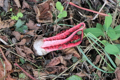 Clathrus archeri