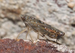 Scaphoideus
