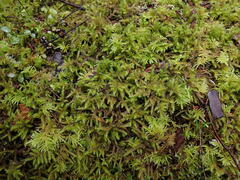 Rhytidiadelphus loreus