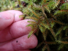 Rhytidiadelphus loreus