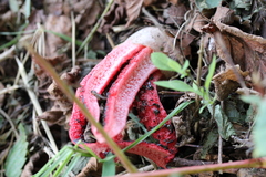 Clathrus archeri