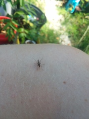 Aedes atlanticus