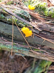 Dacrymyces chrysospermus