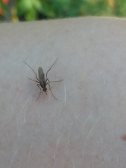 Aedes atlanticus