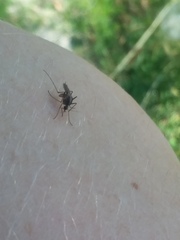 Aedes atlanticus