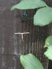 Emmelina monodactyla