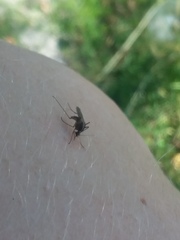 Aedes atlanticus