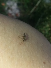 Aedes atlanticus