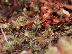 Lophocolea heterophylla