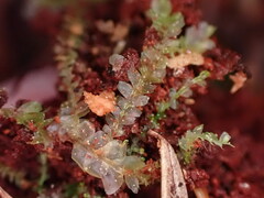 Lophocolea heterophylla