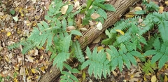 Dryopteris goldieana