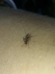 Aedes atlanticus