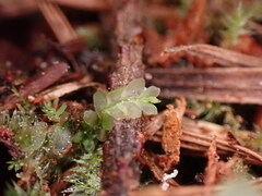 Lophocolea heterophylla
