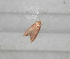 Tachystola acroxantha