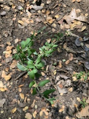 Buxus sempervirens