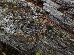 Hypogymnia austerodes