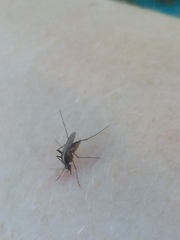 Aedes atlanticus
