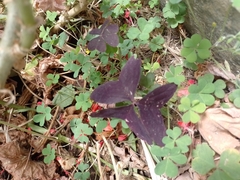 Oxalis